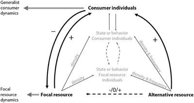Associational Effects and Indirect Interactions-The Dynamical Effects of Consumer and Resource Traits on Generalist-Resource Interactions